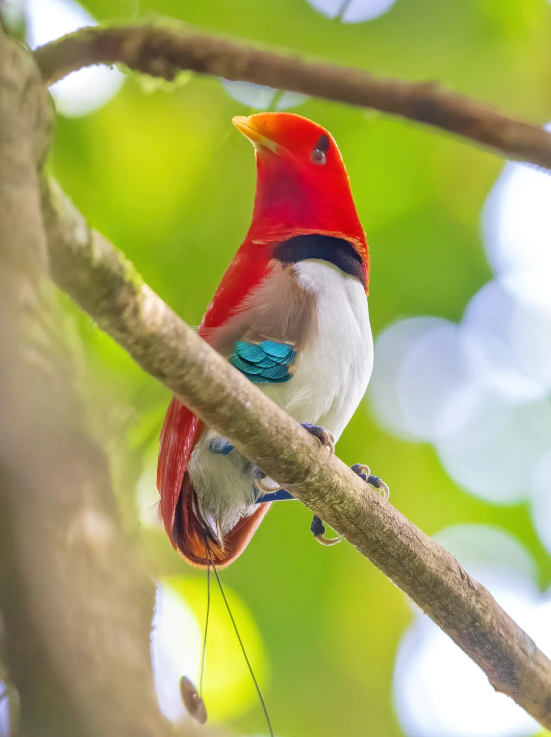 活着的宝石：王极乐鸟