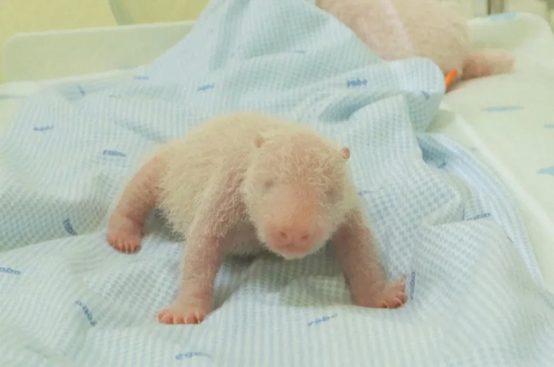 萌翻！印尼首只大熊猫幼崽亮相