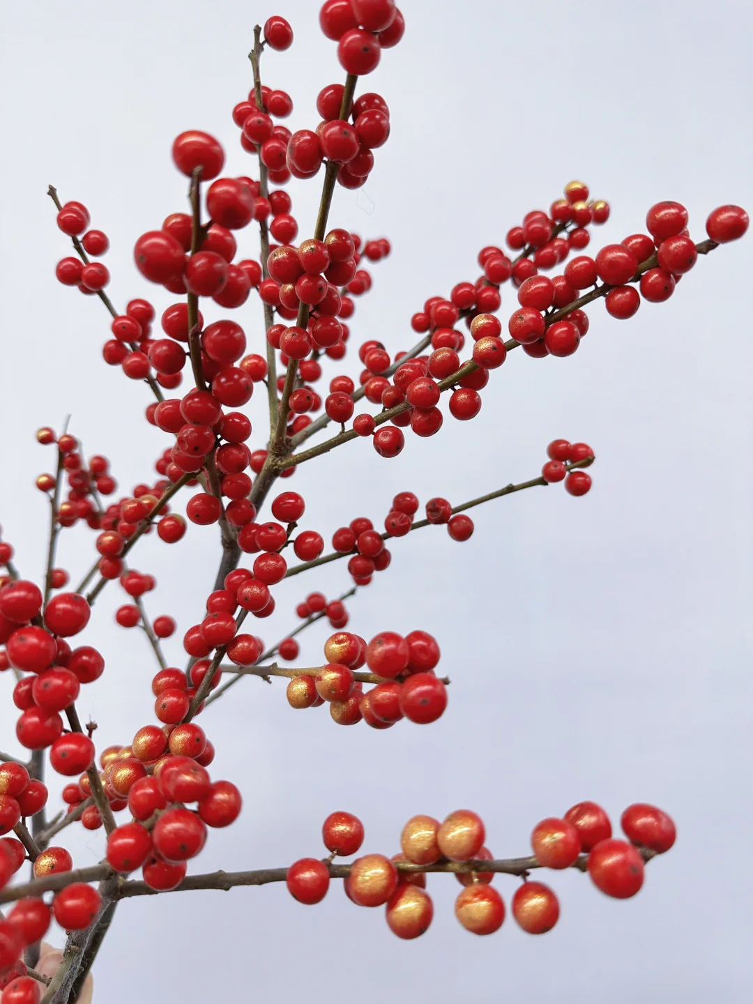 花材认识｜国产冬青🔴节日那味儿不就出来了