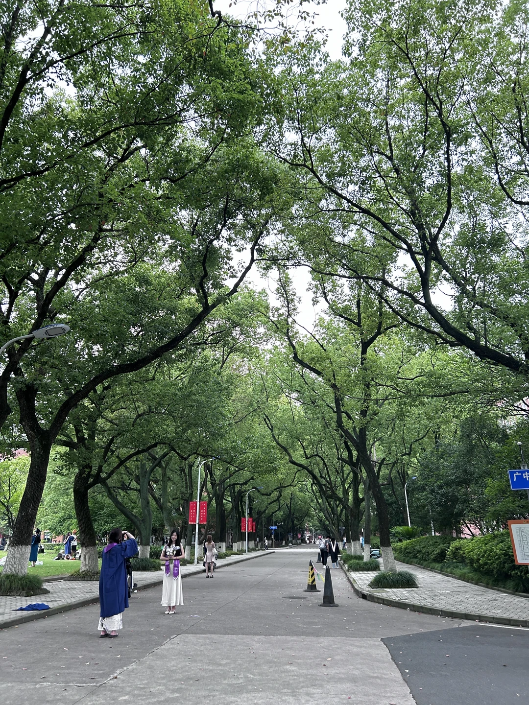 到底是哪个城市有这么绿的路？