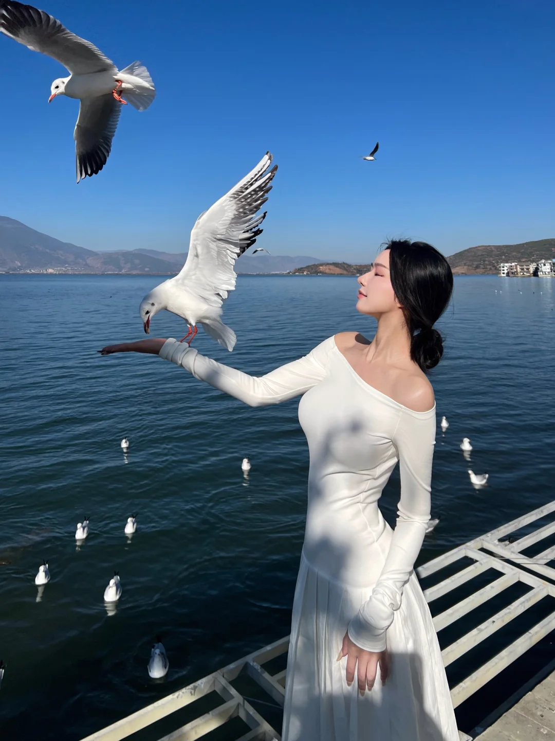 大理｜冬日限定！在洱海与海鸥有一场约会🐦