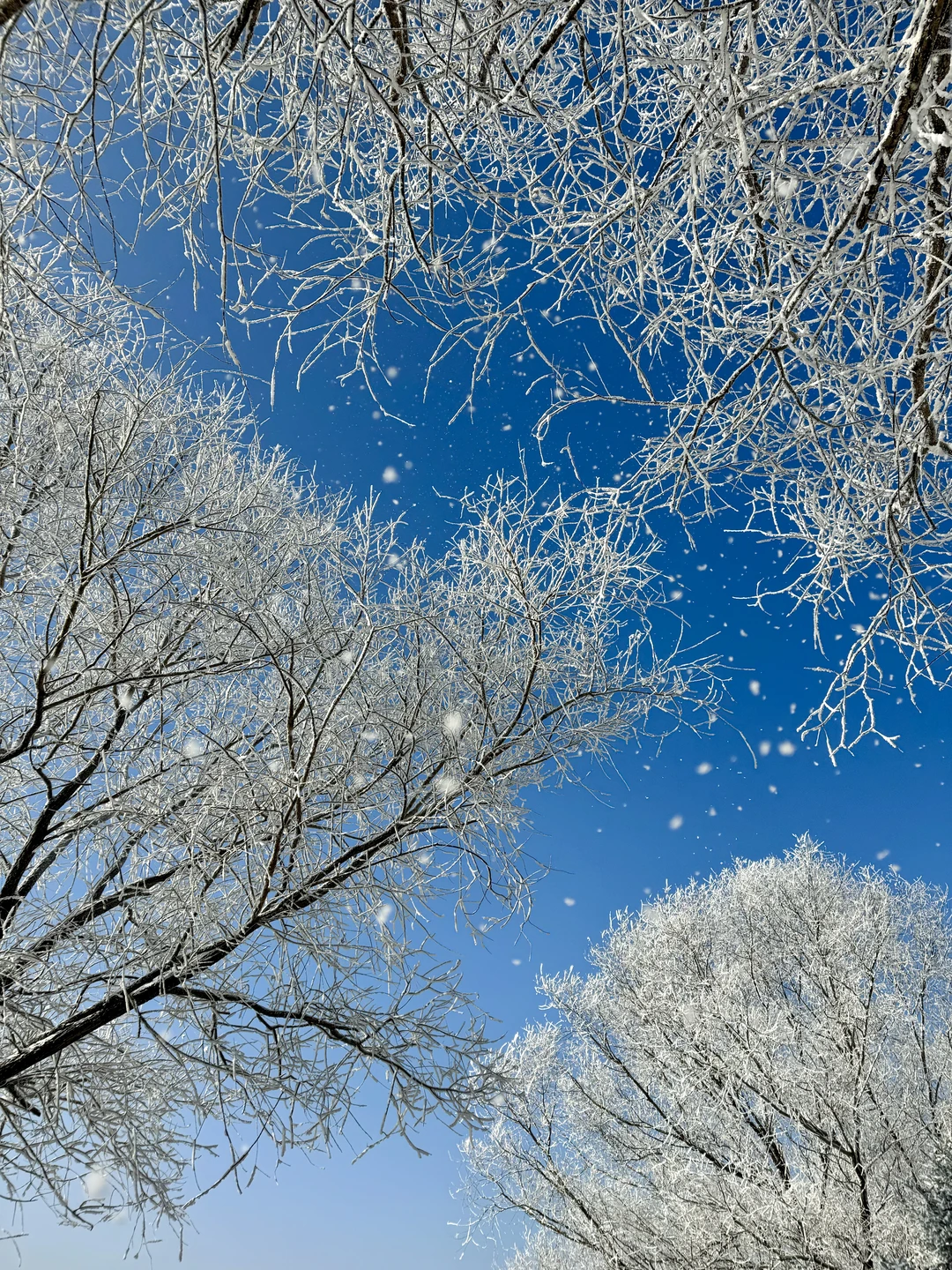 已经开始期待吉林的5🌟雾凇了‼️附详细攻略