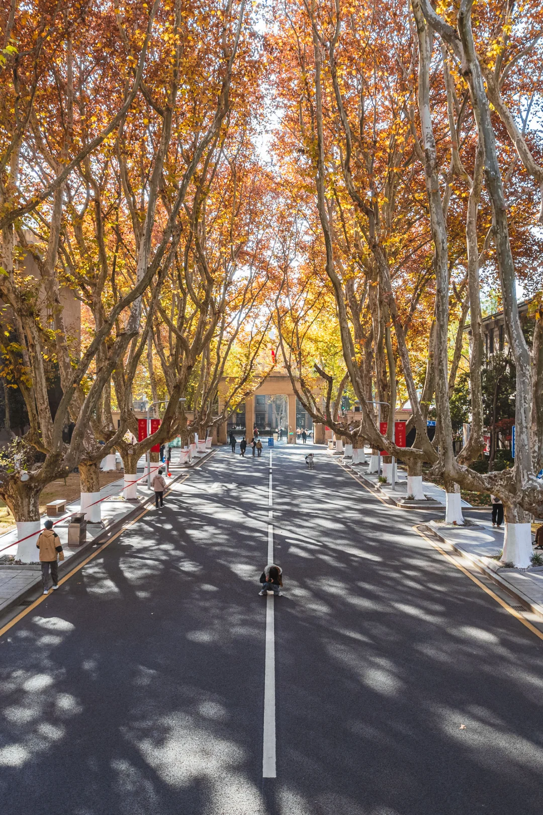 秋天的东南大学，美得像一幅油画