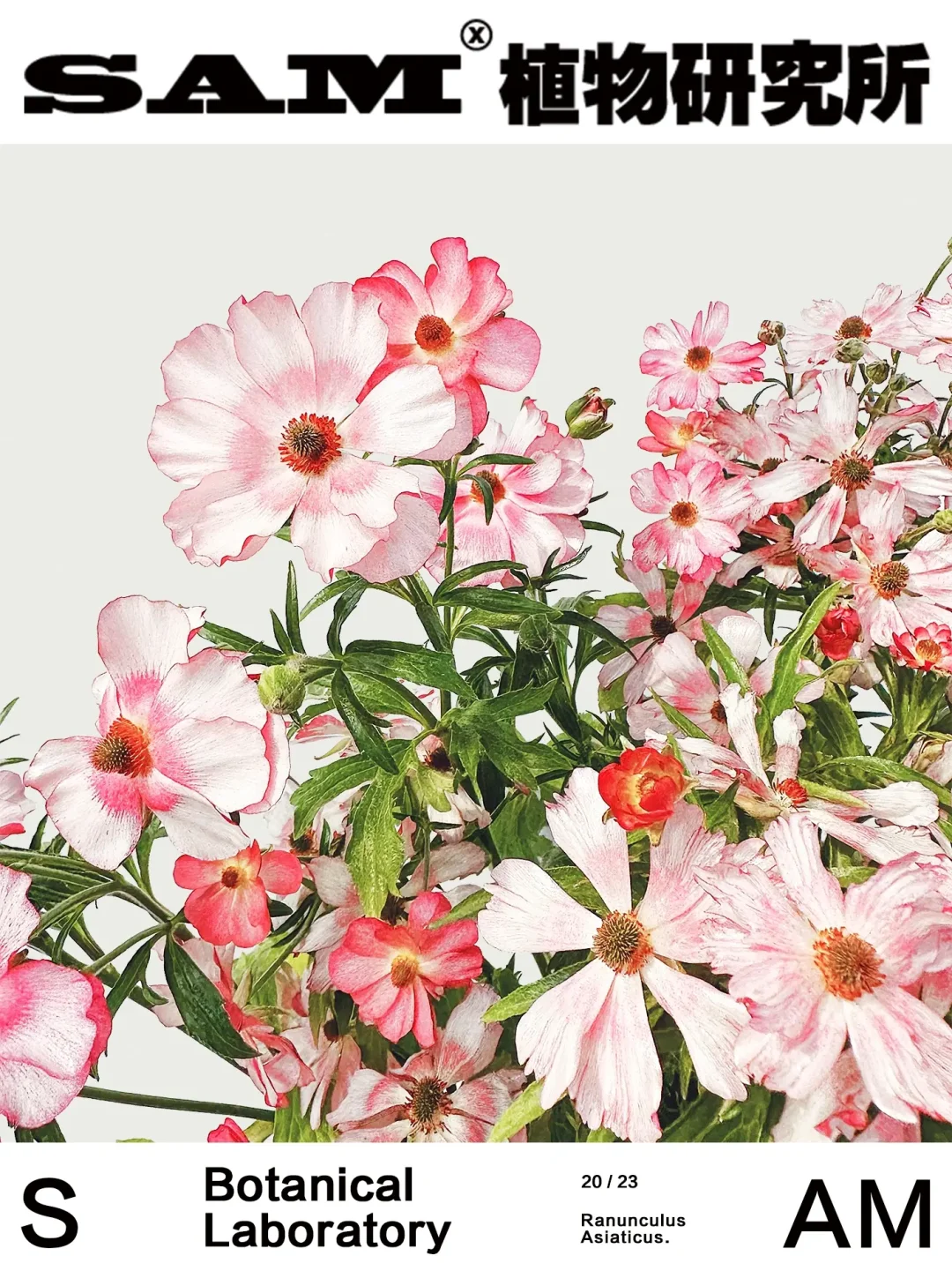 莱西亚蝴蝶洋牡丹｜Butterfly Ranunculus