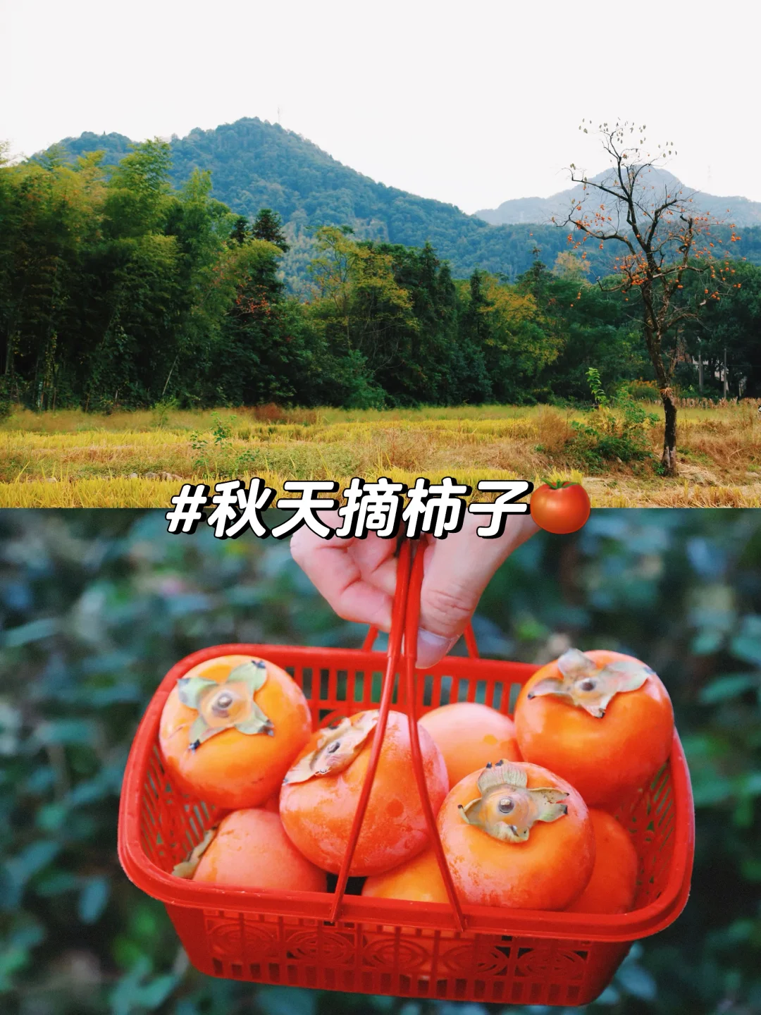 （周末离沪计划10/50）诸暨王村柿子林