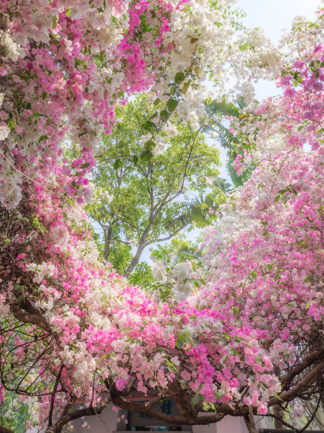 🌸开始期待园博园的春天了…