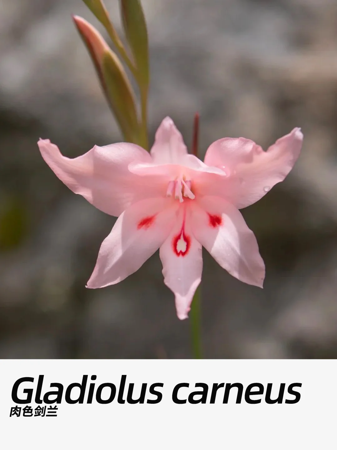 带你每天认识一种花材317｜肉色剑兰