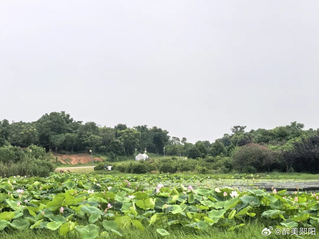 十堰 【沿着公路去旅行丨十堰赏荷地图来袭！夏日限定浪漫，“荷” 你有约...