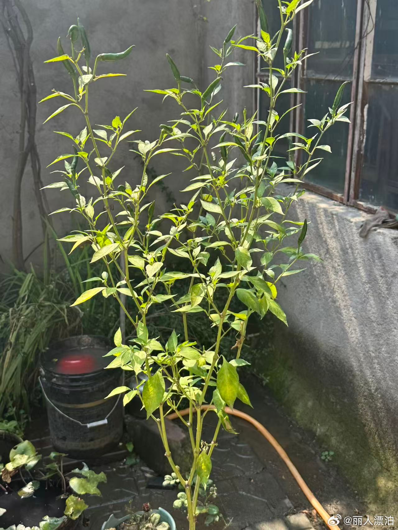 10月8日  寒露

九月节，露气寒冷，将凝结也。
白露露水发白，寒露露水寒凉，快要凝成薄霜，天气正式由凉转冷。
寒露
二十四节气第17个，秋天第五个节气，太阳黄经195°，公历10月7‑9日交节。
寒露三候
 
一候鸿雁来宾｜大雁成群南飞
二候雀入大水为蛤｜雀鸟少见，海边蛤蜊繁盛
三候菊有黄华｜菊花次第 ​