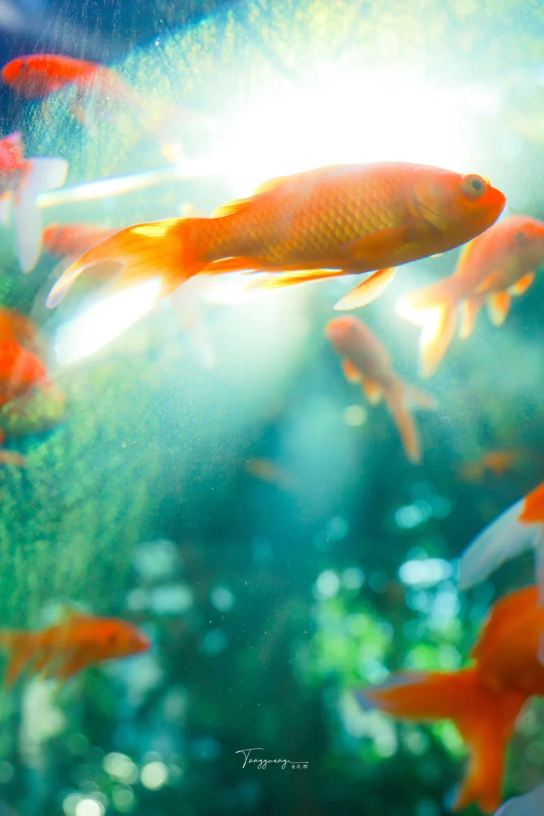 见此锦鲤必发大财😬🌈‼️