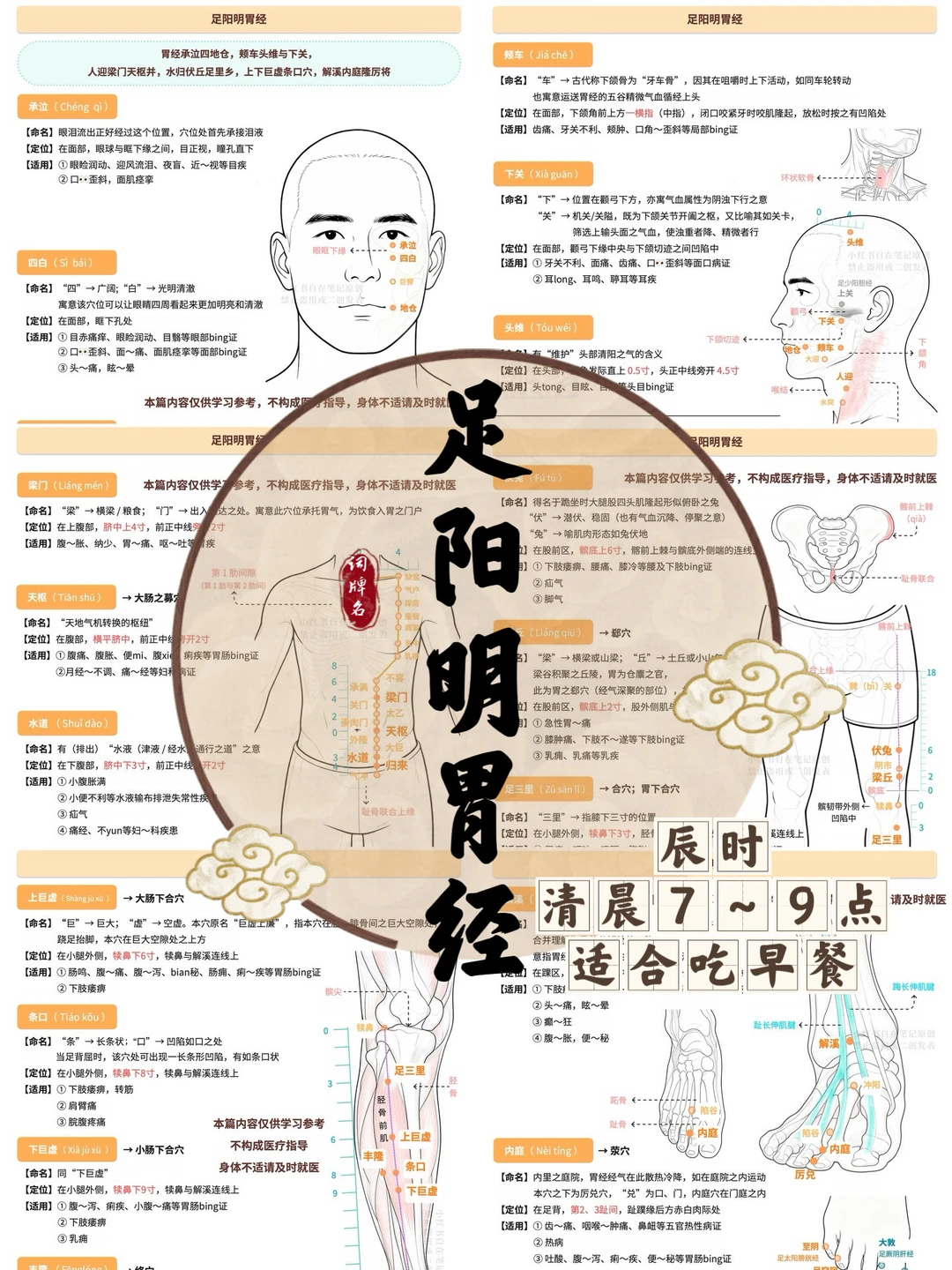 学习笔记450篇｜胃经（辰时7～9点）