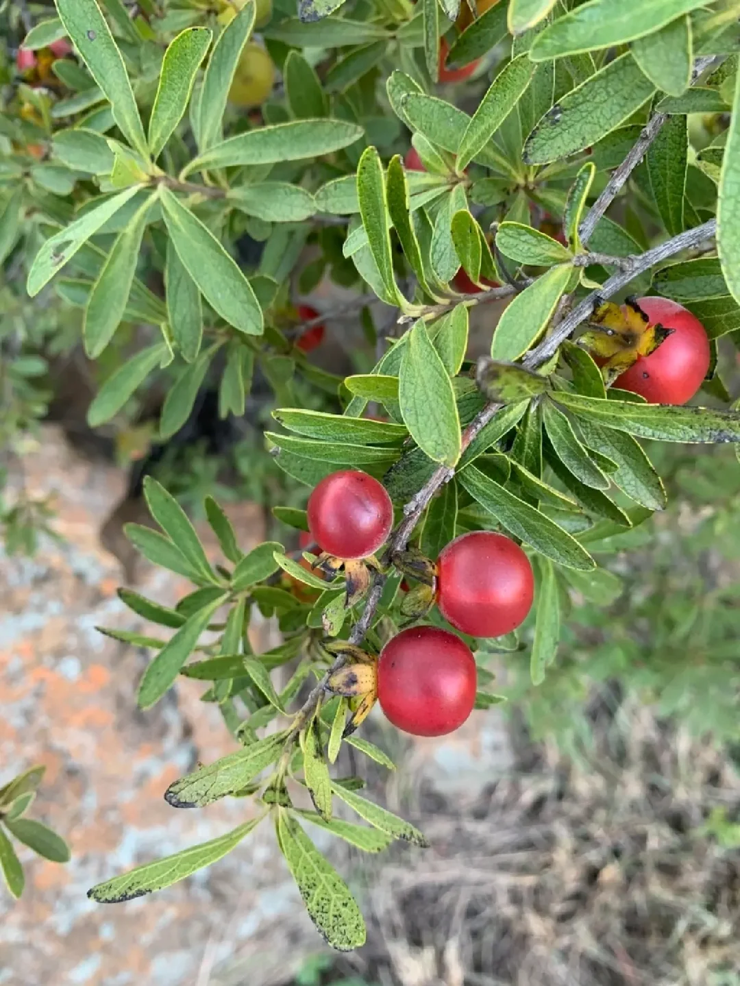 非洲迷你柿子～枸杞柿Diospyros lycioides
