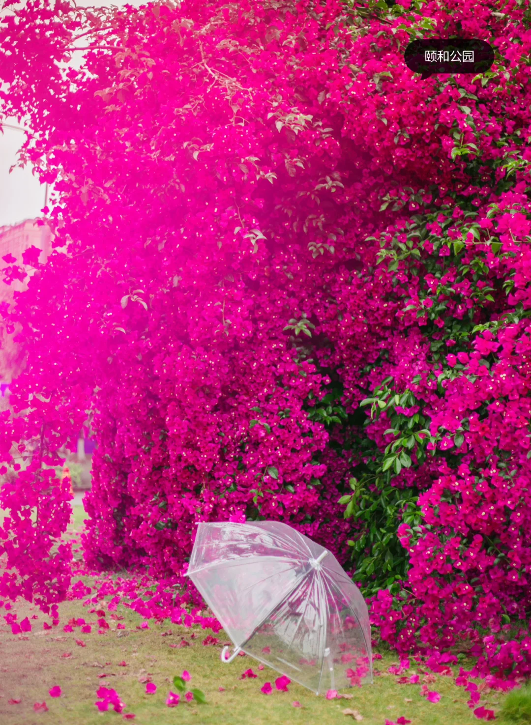 2023花期到｜这9处太出片了📷抄作业（附地点）