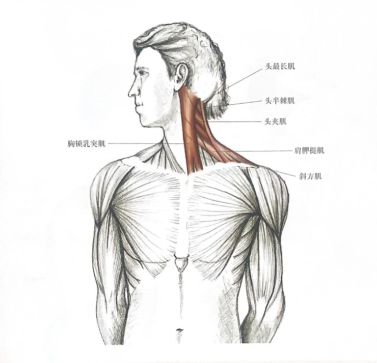 脖子不舒服、快试试这个拉伸