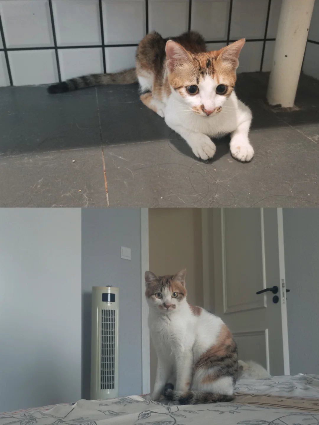 魔童囡囡变身记