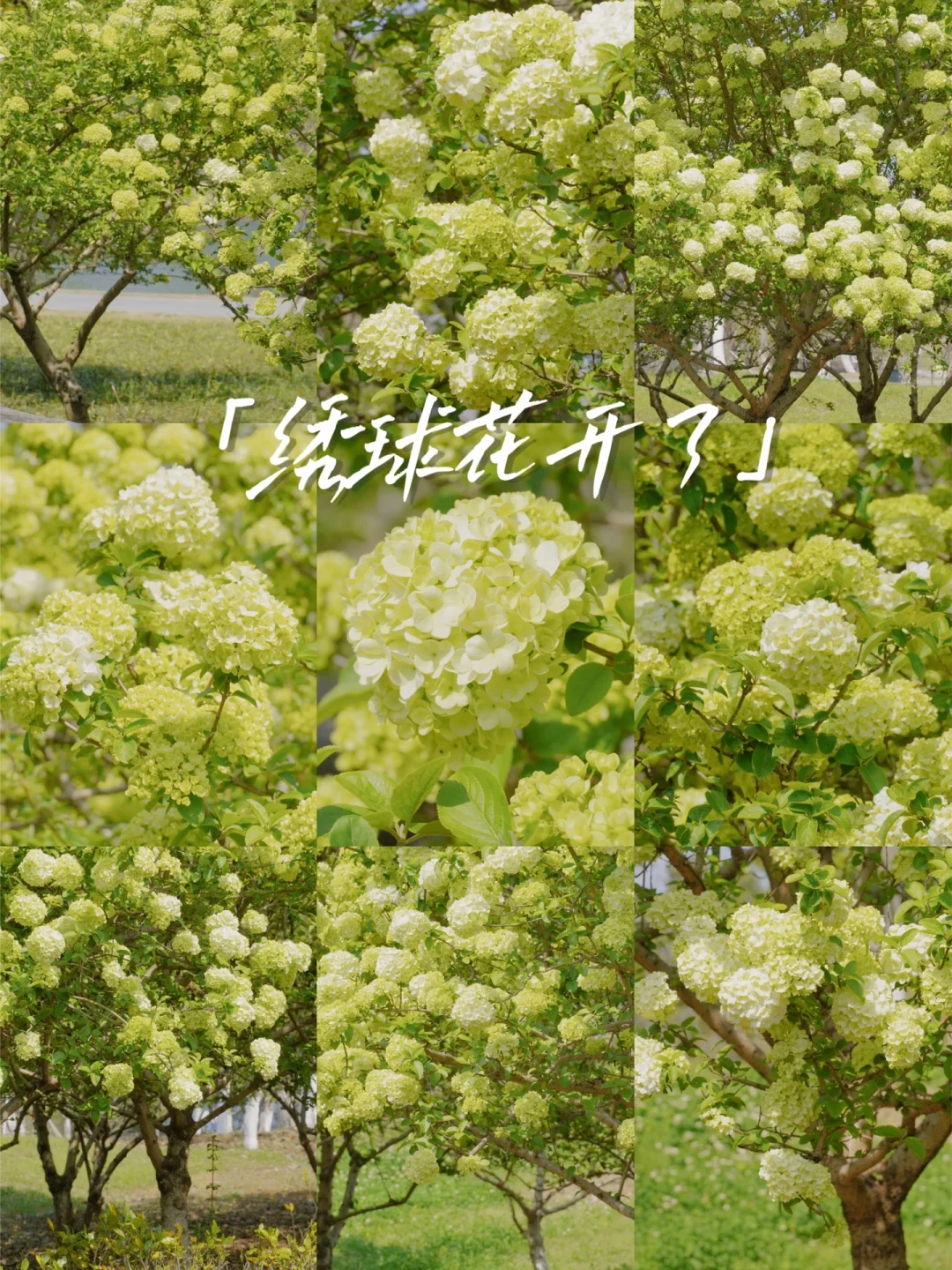 阳澄湖| 盛开的绣球花请你开满整个春天