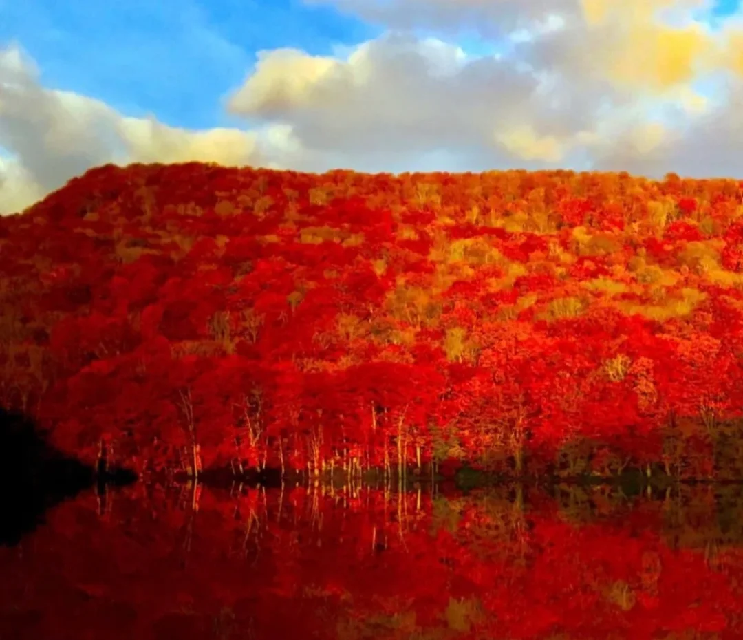 日本青森县｜燃烧的枫叶🍁惊叹的镜像美