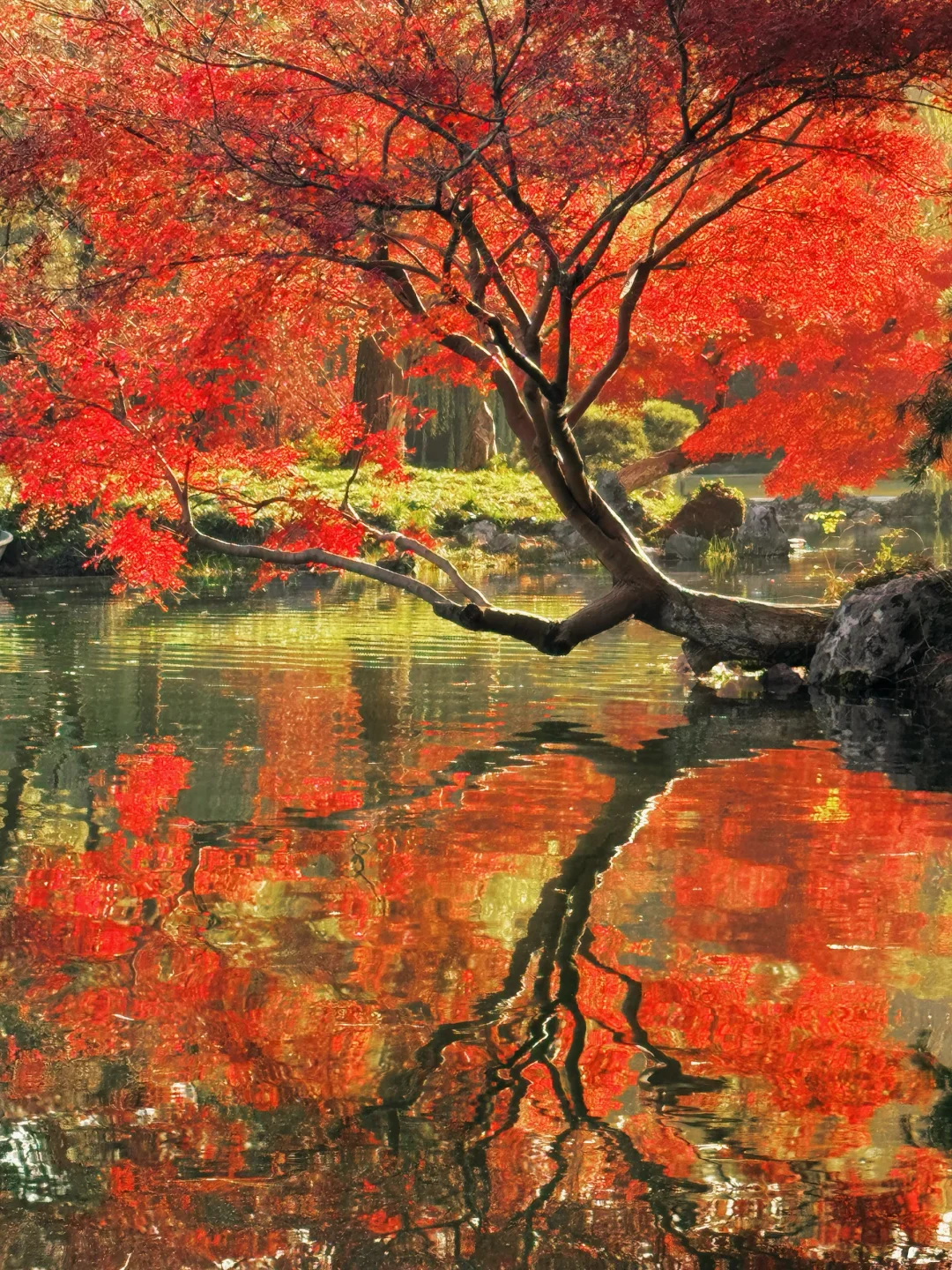 11.28实拍🍁杭州已进入秋日最佳赏味期‼️👣