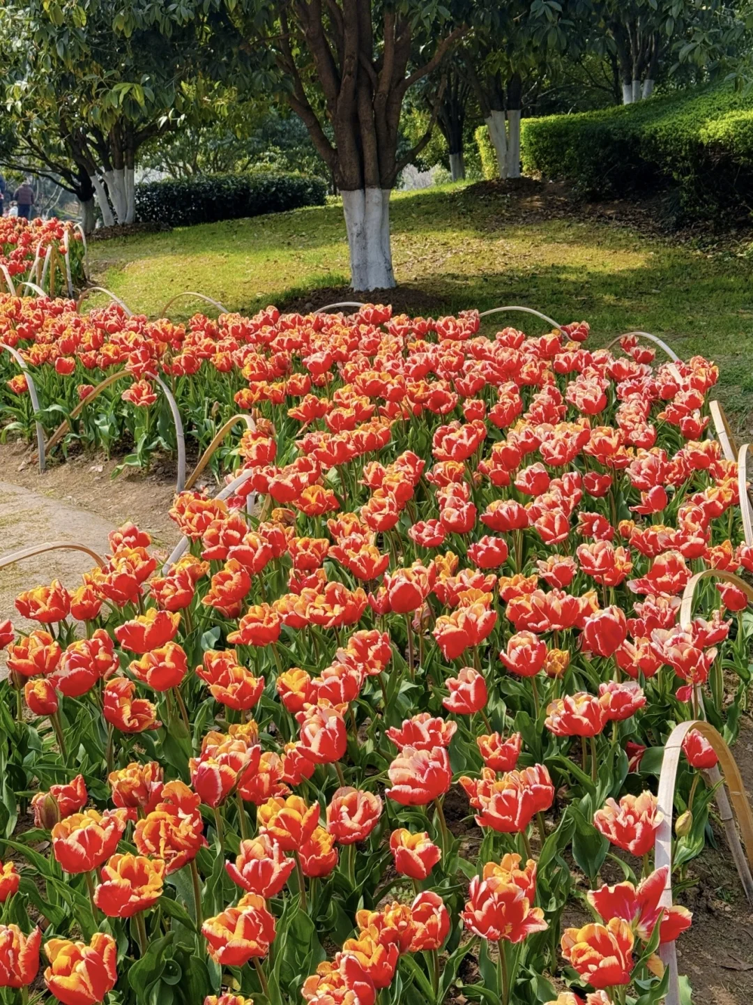 2026.3.10 | 南京郁金香已经杀疯了！！！！！！