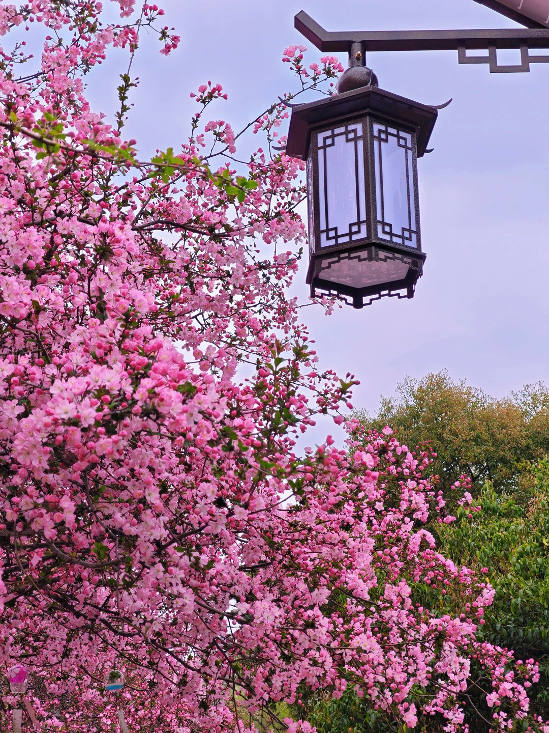 3.23实况！南京莫愁湖海棠花盛开啦！