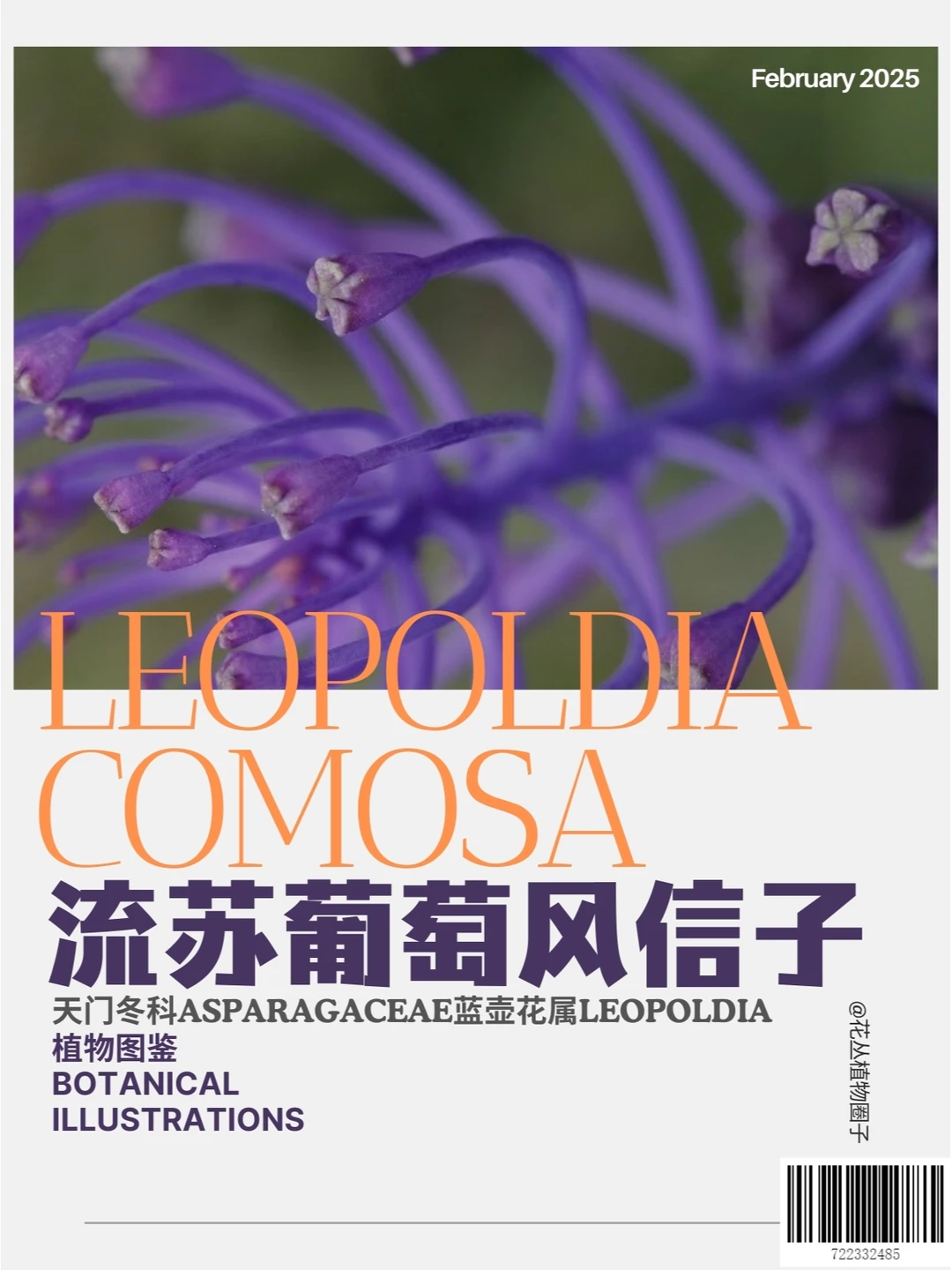 好吃又好看的花草又增加了