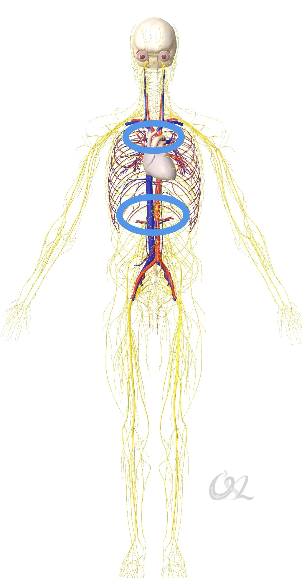 神经丛是人类自主和身心平衡的重要中枢。从过往的研究和经验来看，腹腔神经丛和心丛受