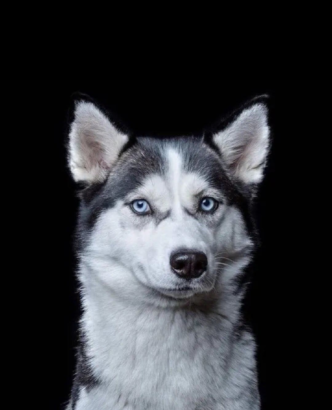 0000
🐶︱可爱小狗搞怪头像︱小狗头像壁纸 | 哈士奇壁纸︱小狗怼脸照| WeChat头像 | 搞怪头像 | 梗图 | 萌物分享| 狗meme | 审美积累 | 低质量狗图| 小奶狗｜高质量头像︱逗比小狗头像︱小狗头像分享︱最喜欢小狗了︱小狗狗最可爱☺
壁纸分享/Wechat背景图/背景图/聊天背景图/壁纸套图/iPhone壁纸/审 ​
