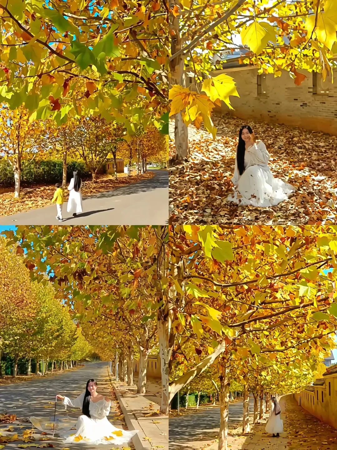 11.29实拍｜南昌秋日必打卡的梧桐大道🍂