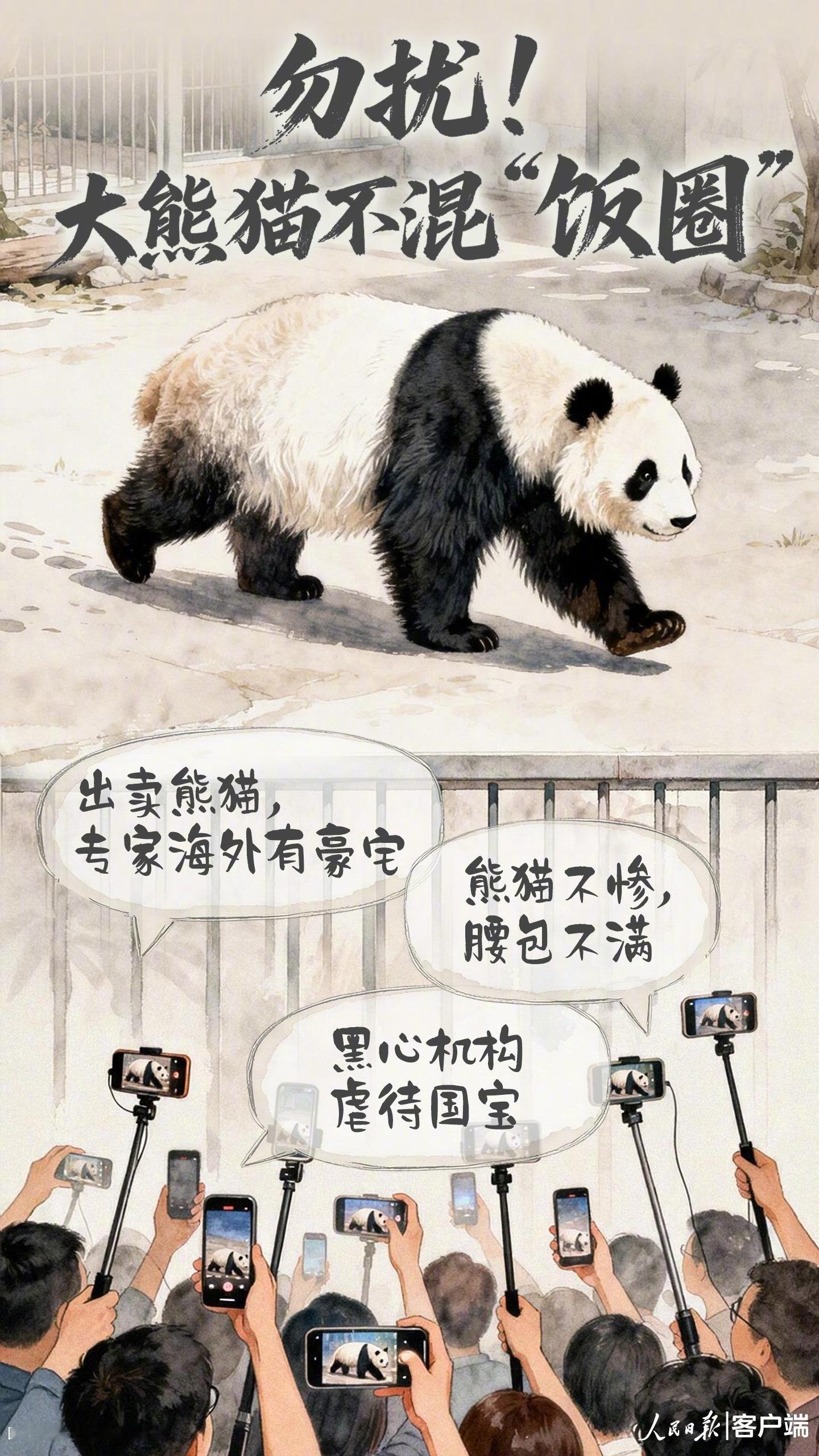 【V人文｜人民日报评：#大熊猫不混饭圈#】#大熊猫保护不容饭圈乱伸手#

“饭圈”乱象的触角，竟伸向了憨态可掬的国宝。据报道，一段时间以来，部分自媒体账号或利用大熊猫的热度，故意剪辑残缺画面，为流量编造“国宝被虐待”等煽动性话题；或以“消息人士”自居，在直播中散布“抽骨髓做实验”等耸人 ​