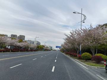 车驶过滨江新区江南大道，被道路两旁樱花树上盛开着的洁白粉嫩的樱花惊艳到...