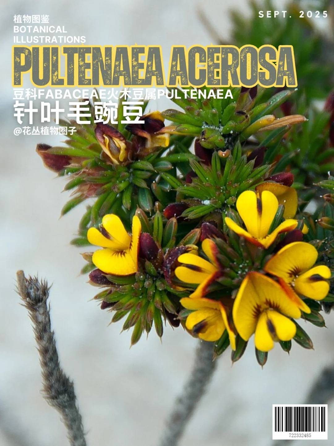 针叶毛豌豆Pultenaea acerosa