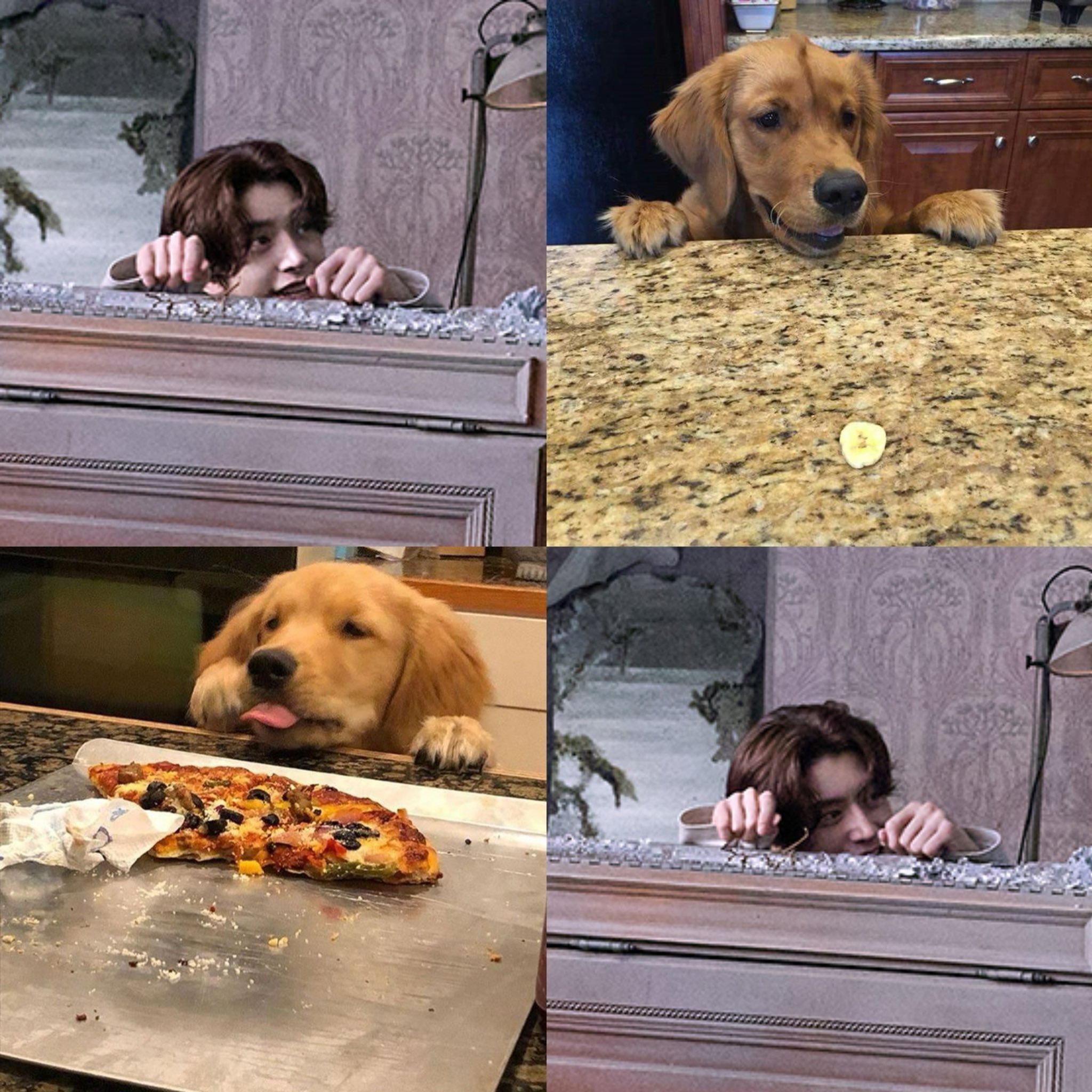 主人 狗可以吃吗🥺 ​​​