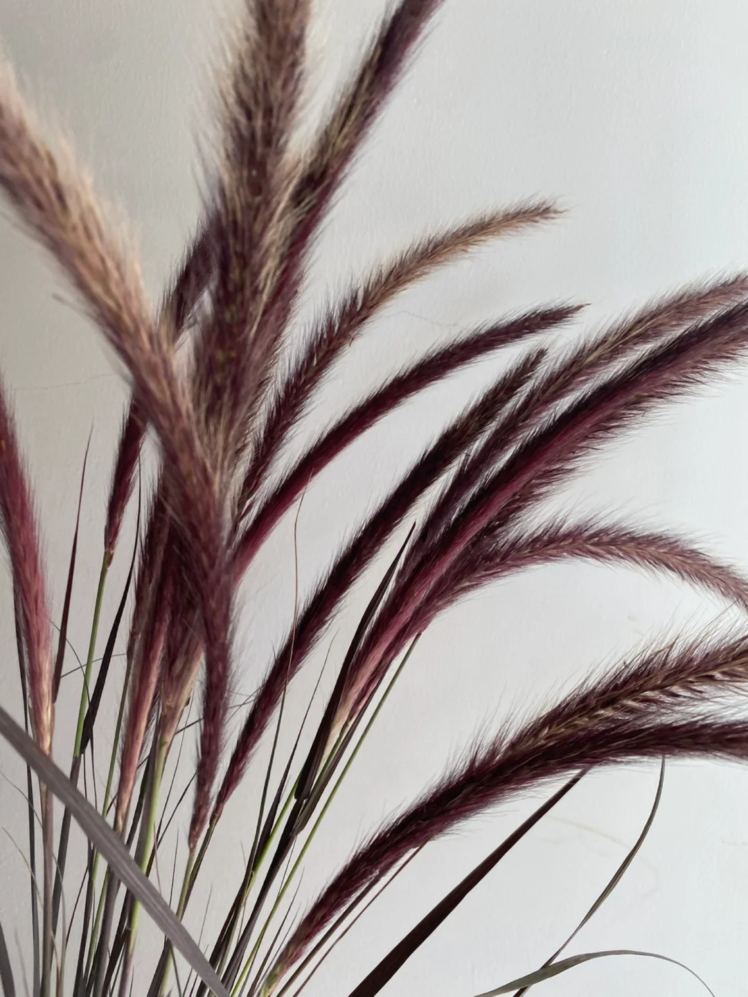 带你每天认识一种花材185｜紫叶狼尾草