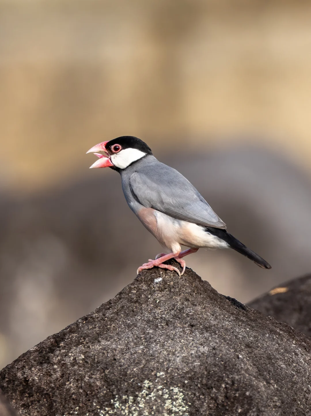 在原产地看到了野生的禾雀，超可爱！