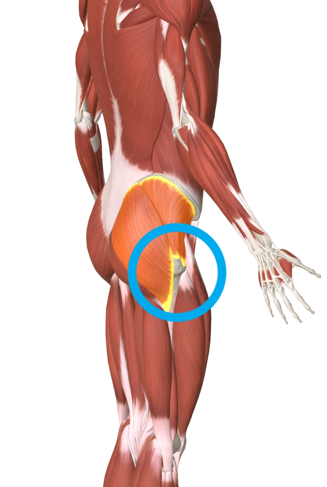 太矮的座椅，更容易诱发髋关节疼痛。