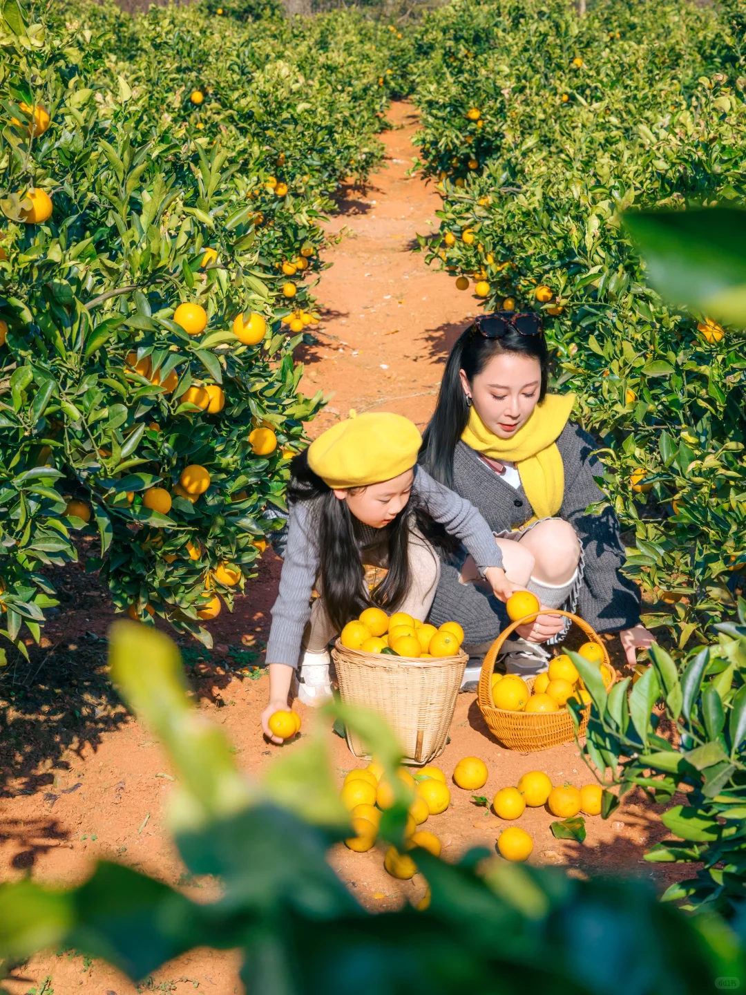 1h从30亩🍊园里可以打包走冬日的快乐