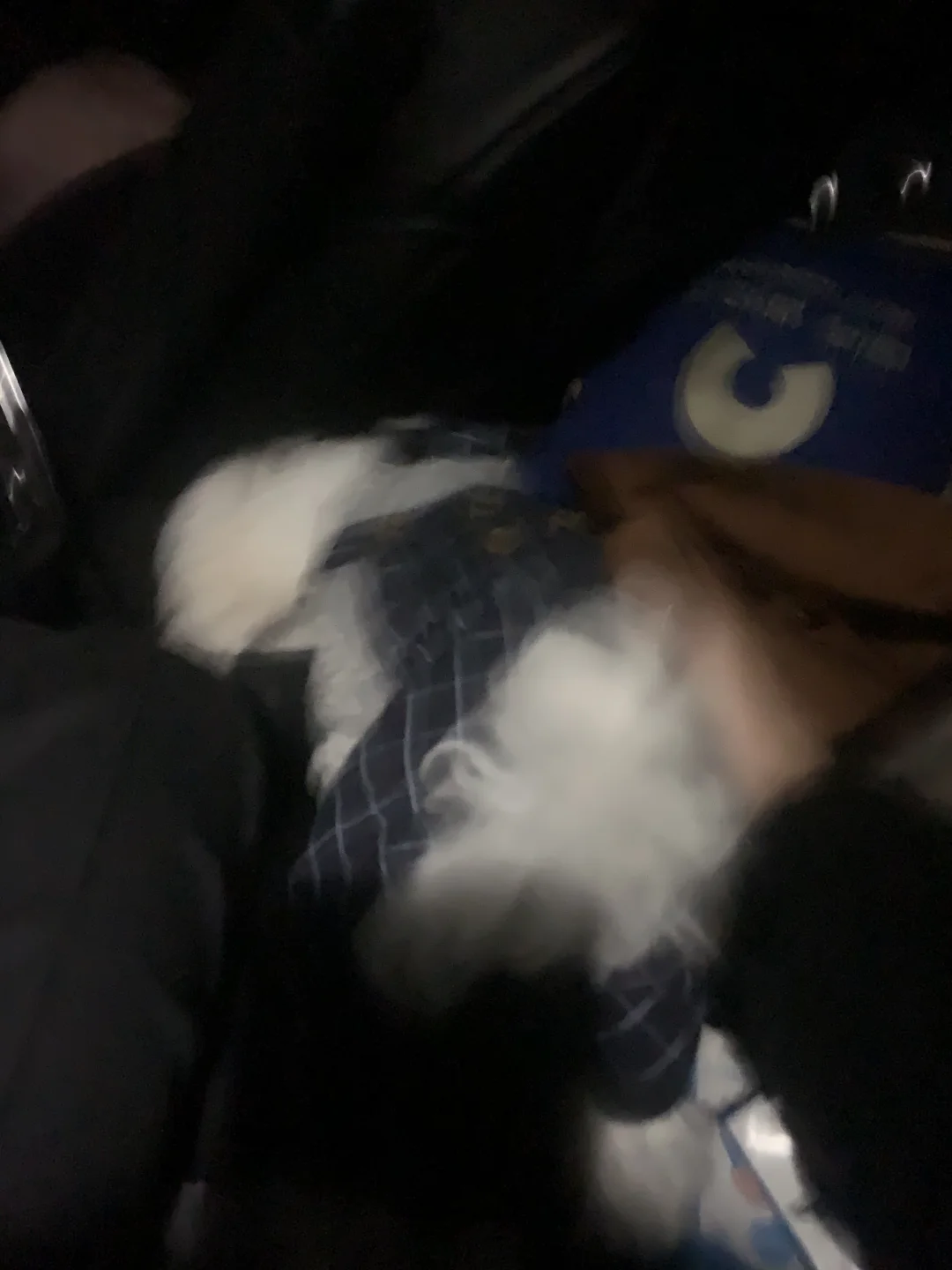 包里装只小狗🐶