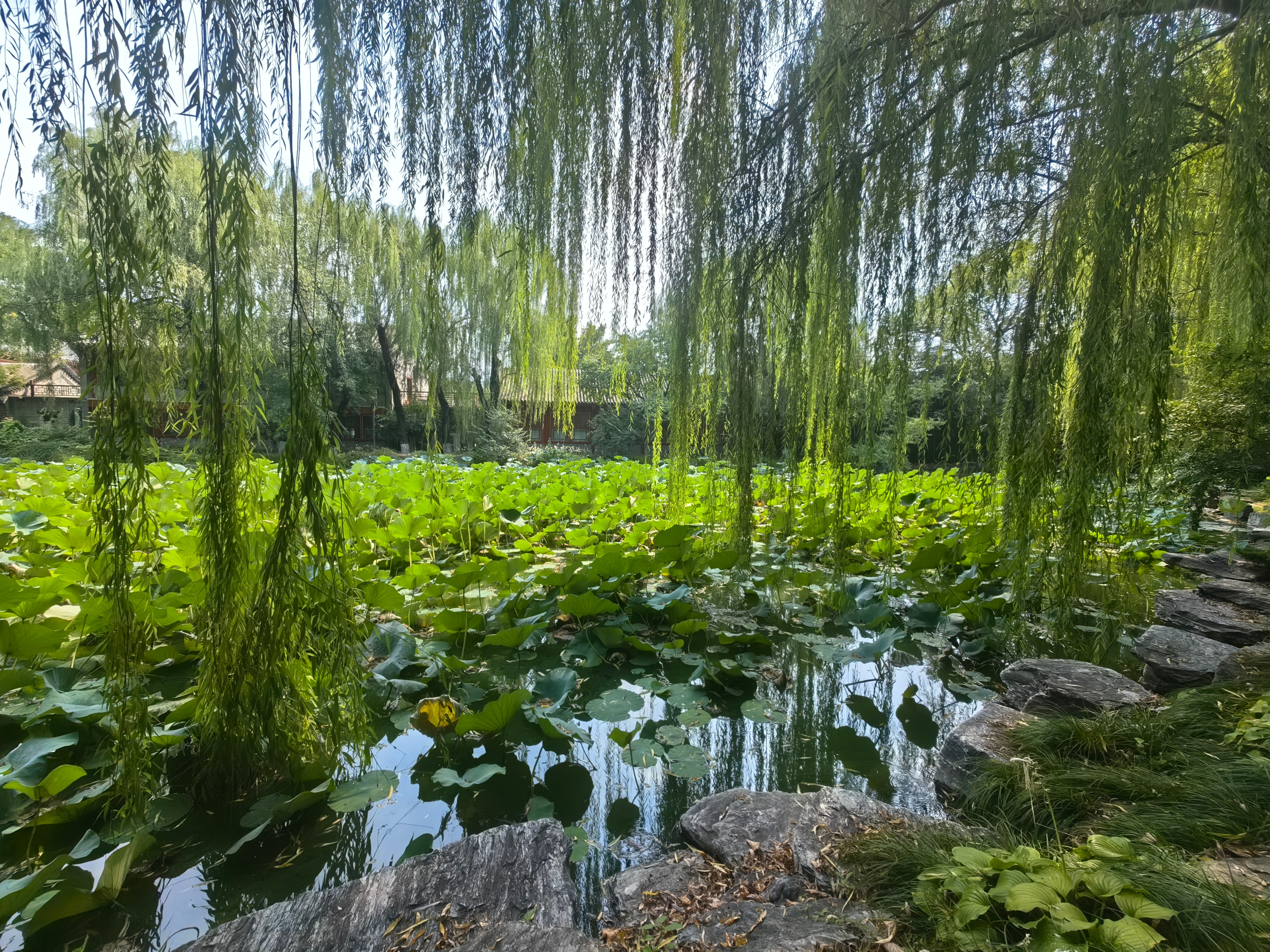 没文化真可怕。记得前天在北大校园，看到荷塘，无意说了句，这就是传说中的荷塘月色之地吧。结果被一顿白眼。荷塘月色是清华[笑cry] ​​​