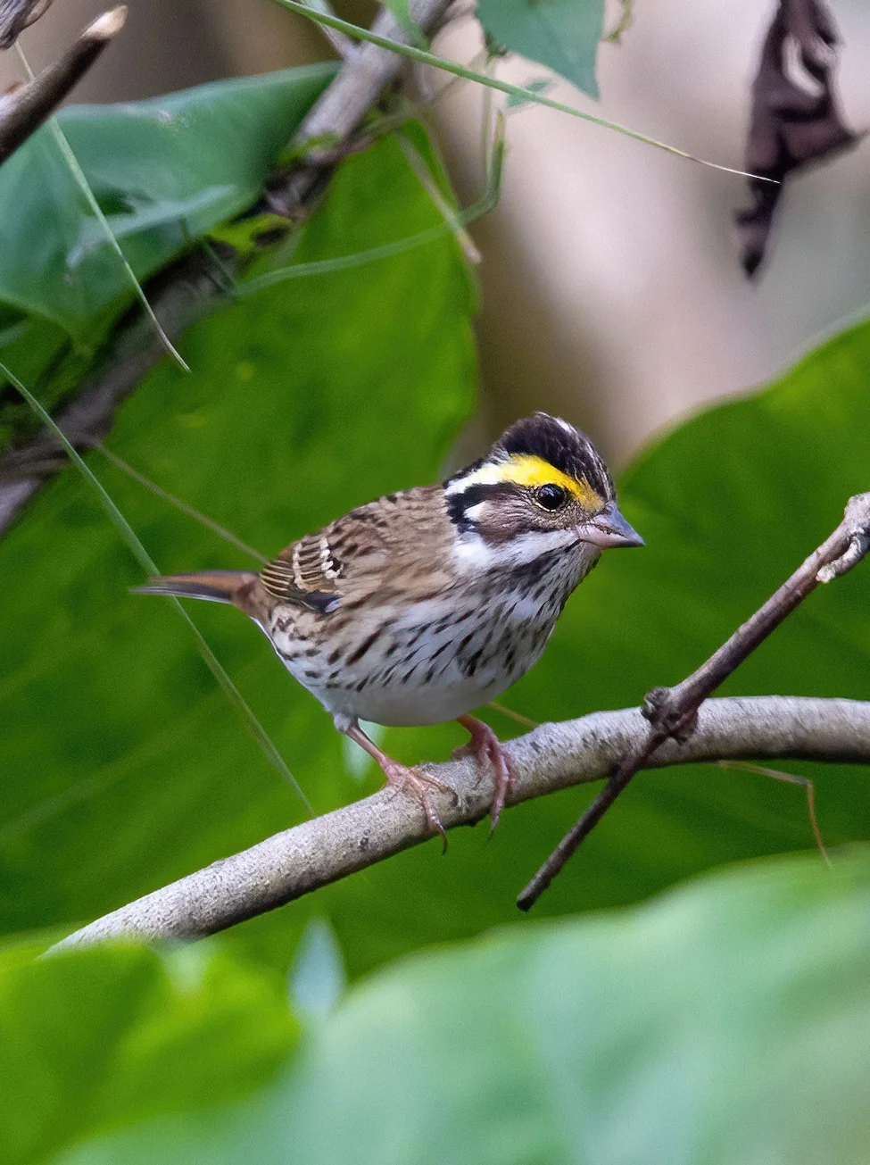 黄眉鹀从贝加尔湖来到了广东