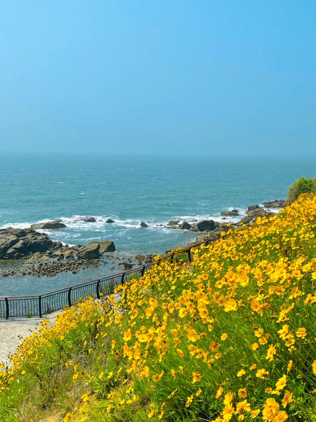 9张live告诉你青岛开满鲜花的海边多浪漫‼️