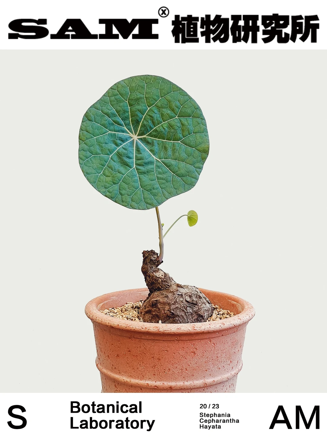 诺瓦龟 | Stephanie Nova