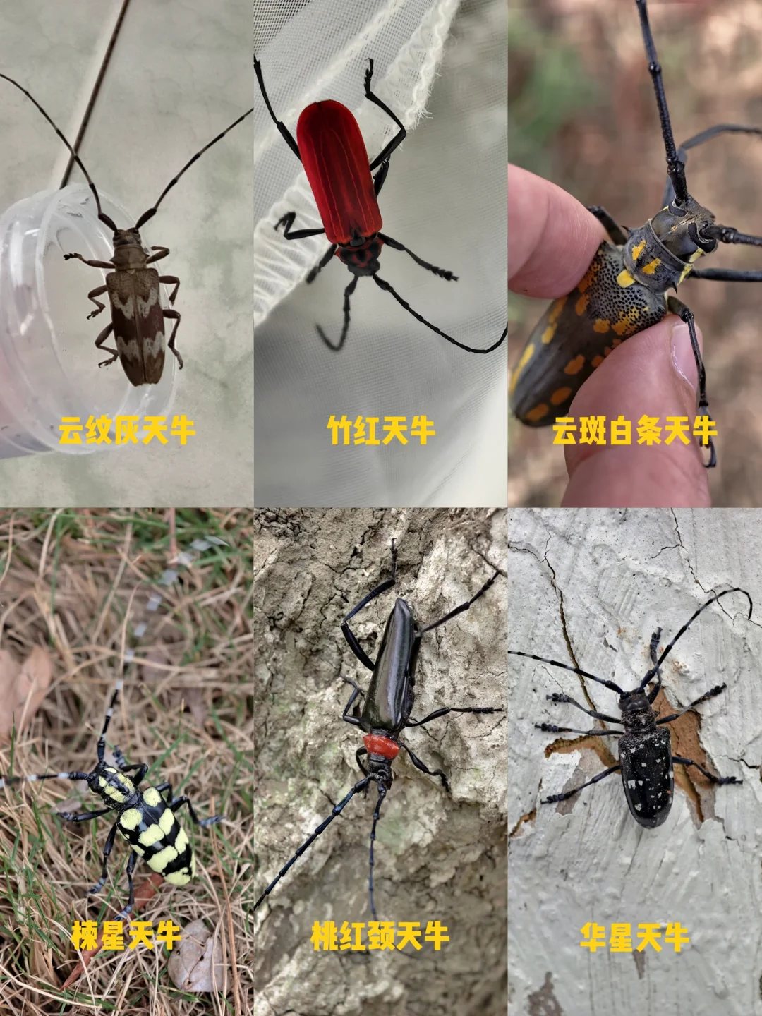 分享在成都遇见的天牛