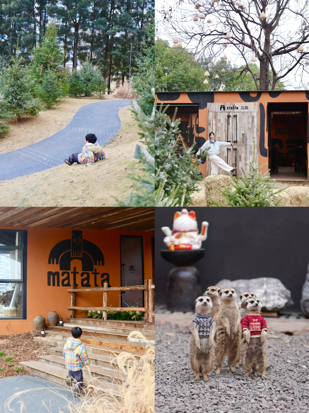 成都遛娃天花板，与非洲狐獴近距离接触！