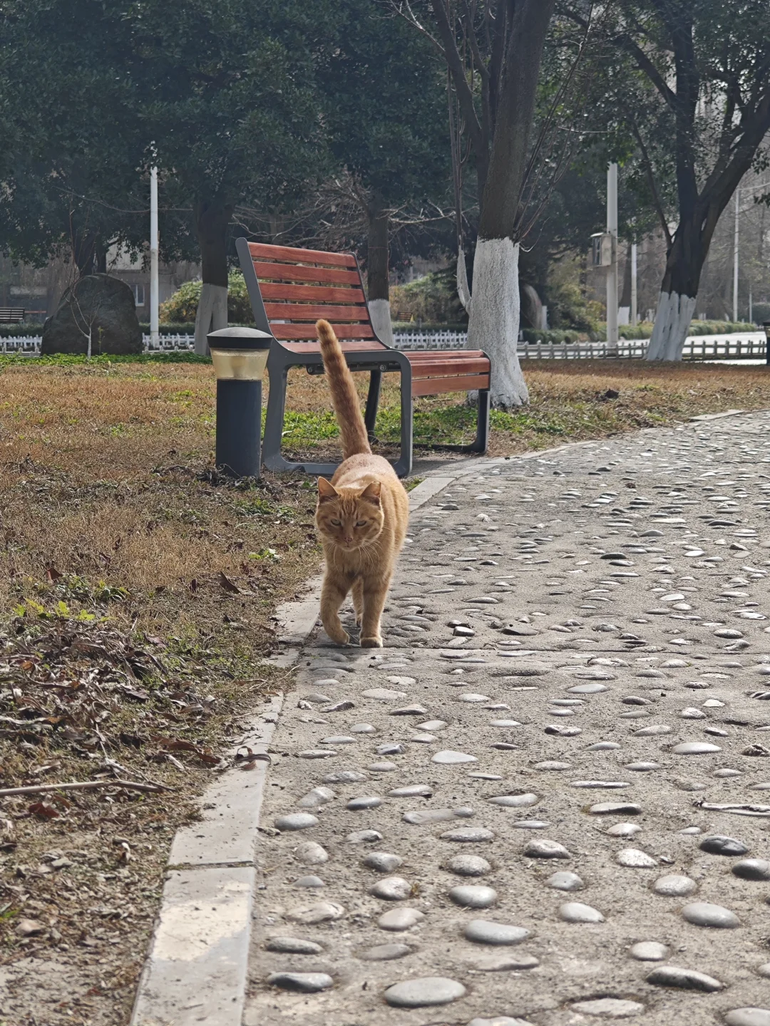 喵老大好拽啊～😁