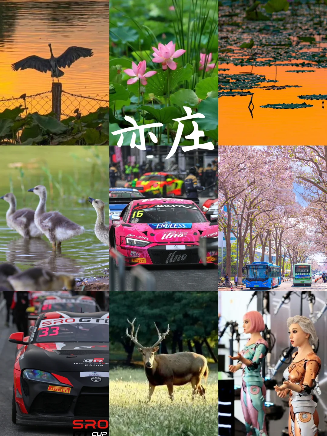 北京周末新玩法！去亦庄看赛车逛湿地