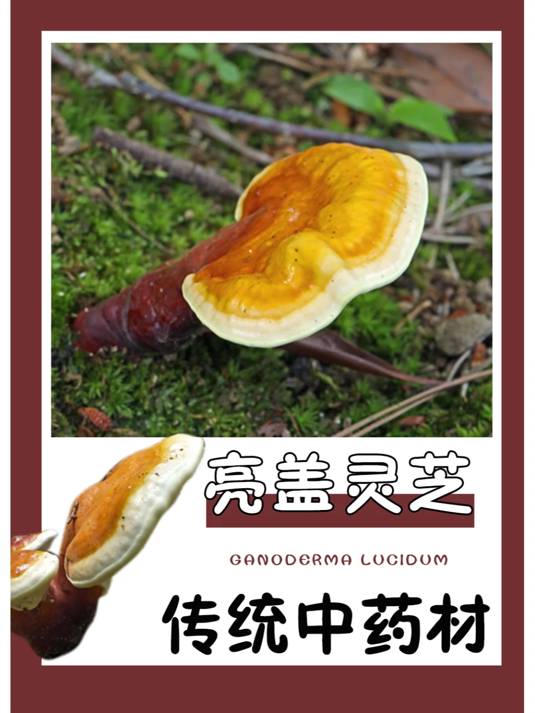 我国传统中药材～