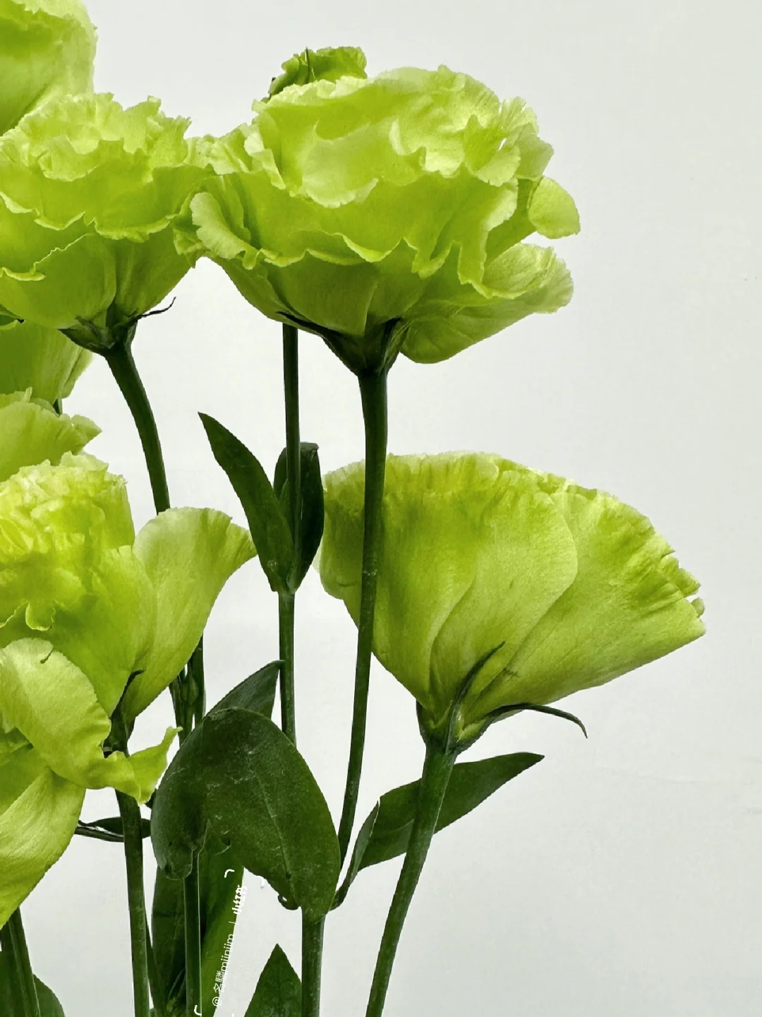 花材分享｜洋桔梗•翠绿🍏