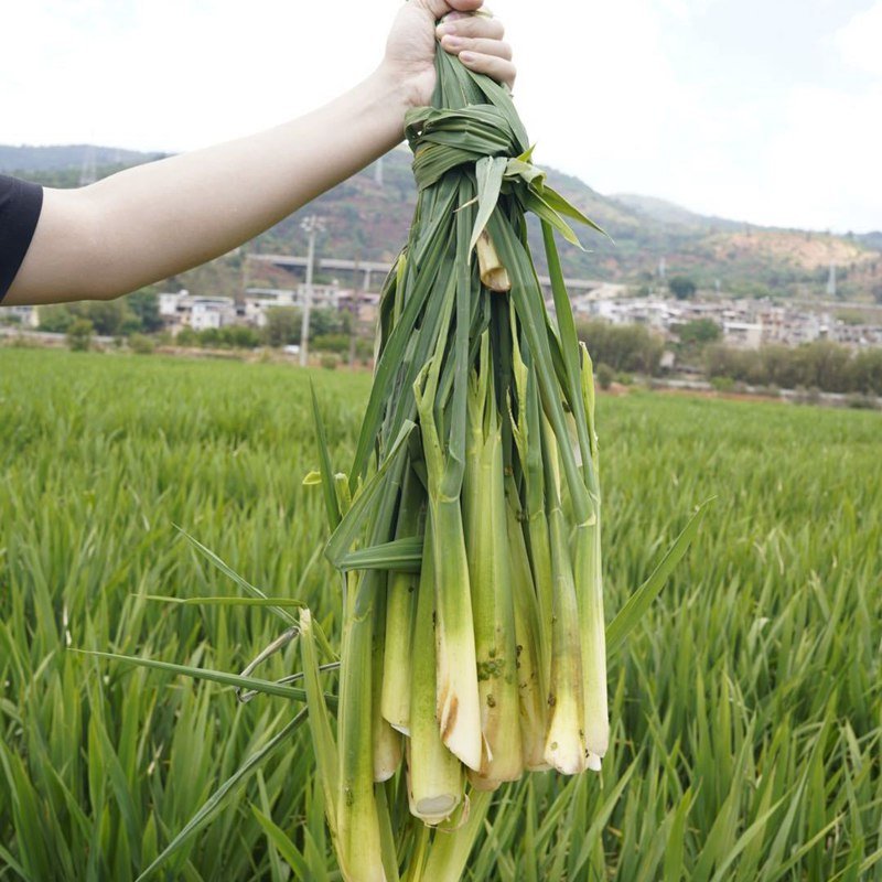 云南高山小早茭白｜时令限定水中参，脆嫩鲜甜一口沦陷  春夏餐桌必吃的头...