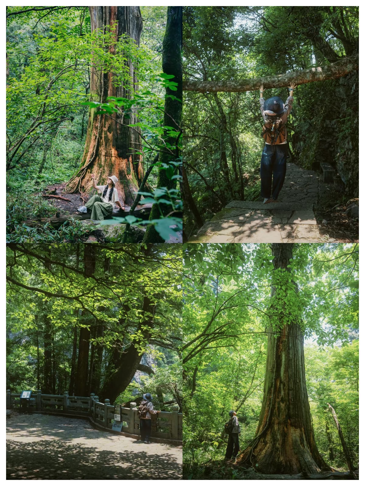 全家出游不费力！临安平缓山野路线