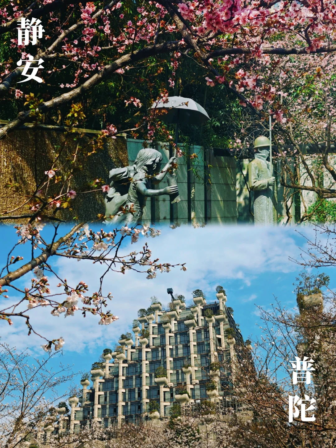 赏花何必扎堆去热门地，街边就能坐拥美景